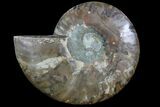 Agatized Ammonite Fossil (Half) - Crystal Lined Chambers #78606-1
